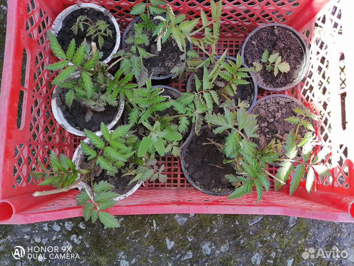 Тибетская малина