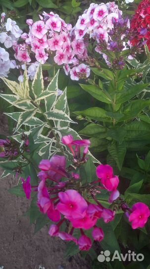 Флоксы многолетние