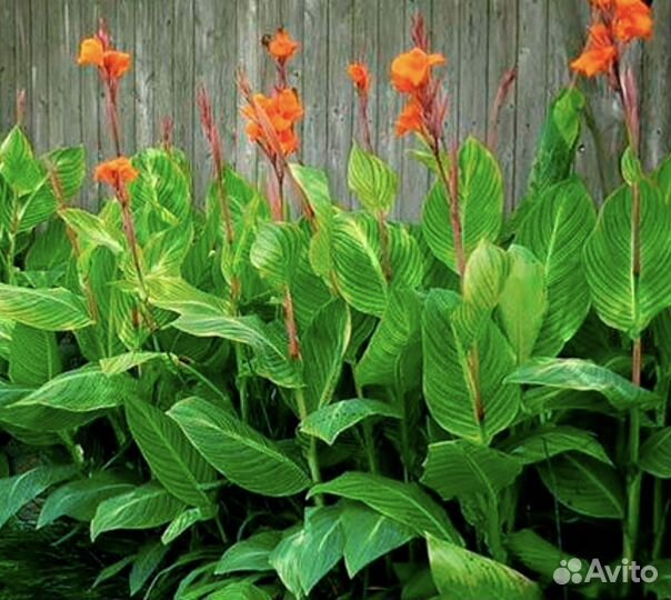 Цветы канны