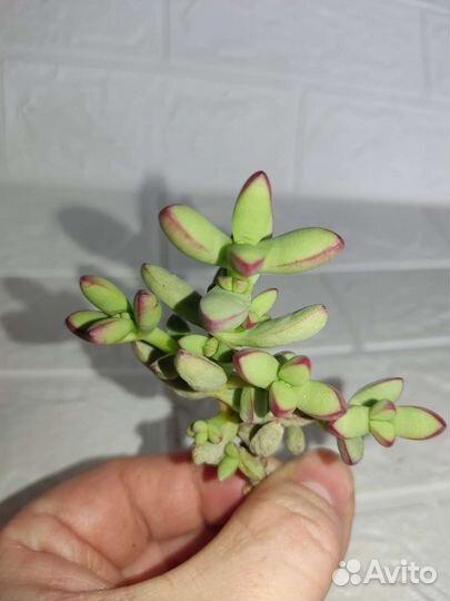 Крассула Crassula nudicaulis var.herrei