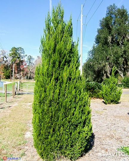 Необычные Хвойные растения - Alena.park