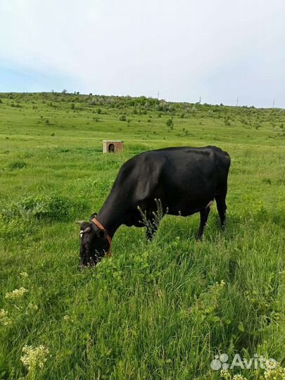Коровы дойные молочные