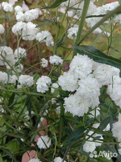 Многолетники садовые обменяю на луковичные и др