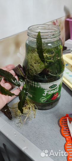 Растения для аквариума