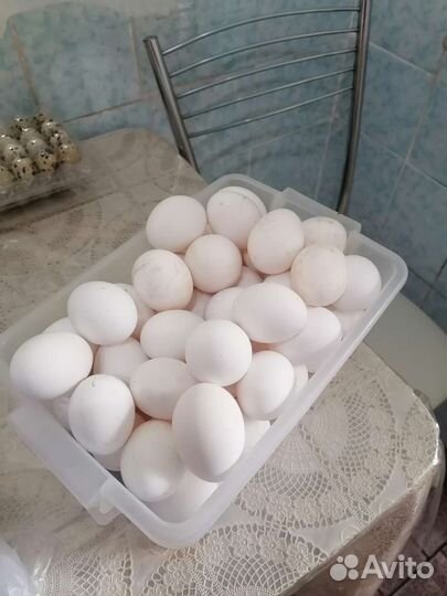 Домашние куриные яйца