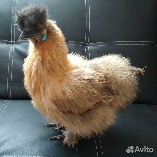 Китайские шелковые куры ия яйцо для инкубации