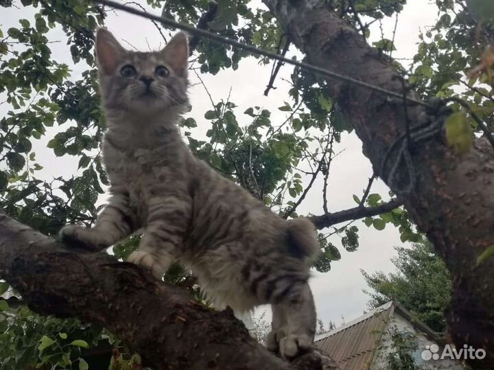 Кошки курильский бобтейл