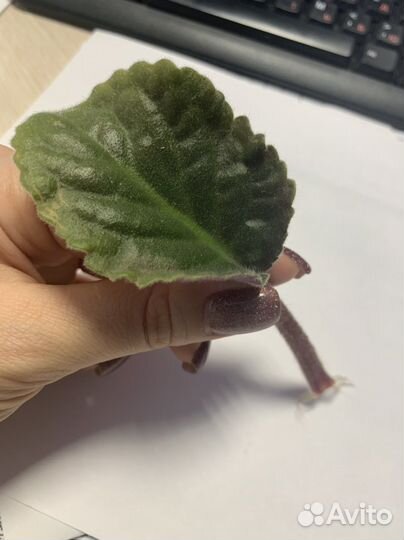 Фиалка, махровая, фиолетовая