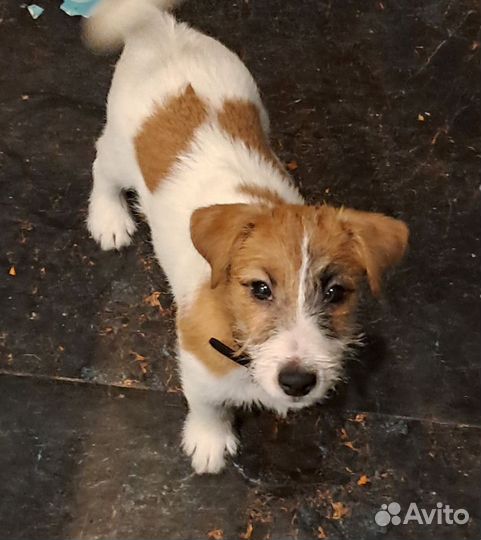 Джек рассел терьер девочка