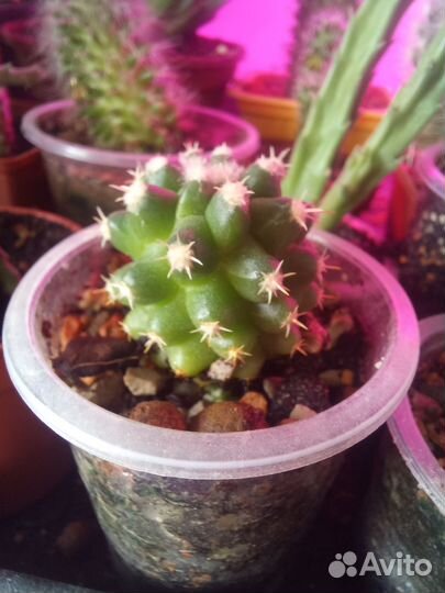 Кактус и стапелия на выбор