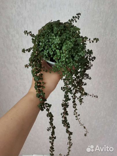 Комнатные растения цветы