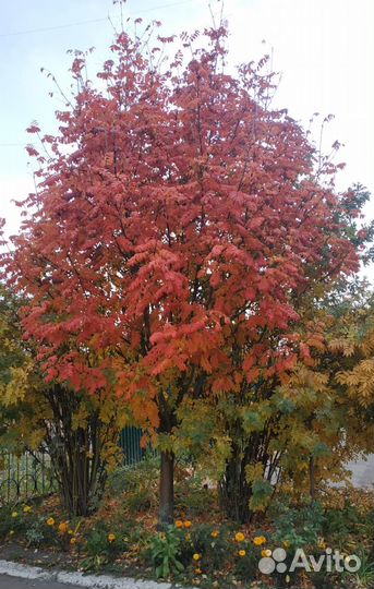 Рябина красная саженцы