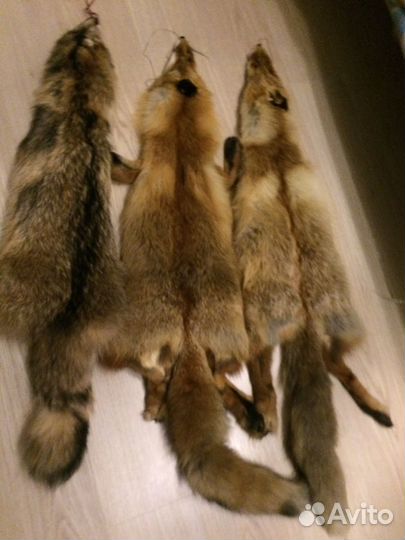 Шкура лисы,енотовидной собаки