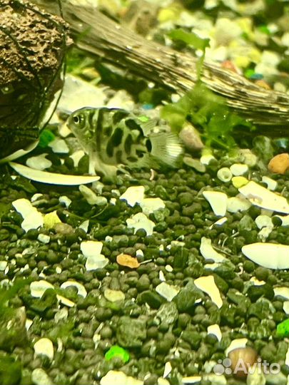 Рыбка сапфировый попугай