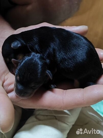 Йоркширский терьер супер мини