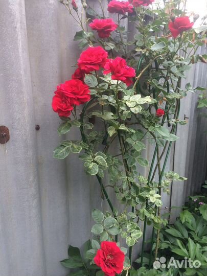 Розы плетистые, клематисы