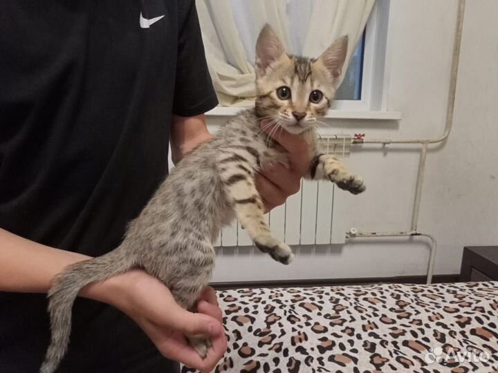 Котята бенгальские