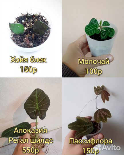 Разные комнатные растения