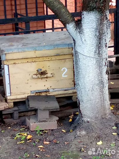 Продам пчелосемьи