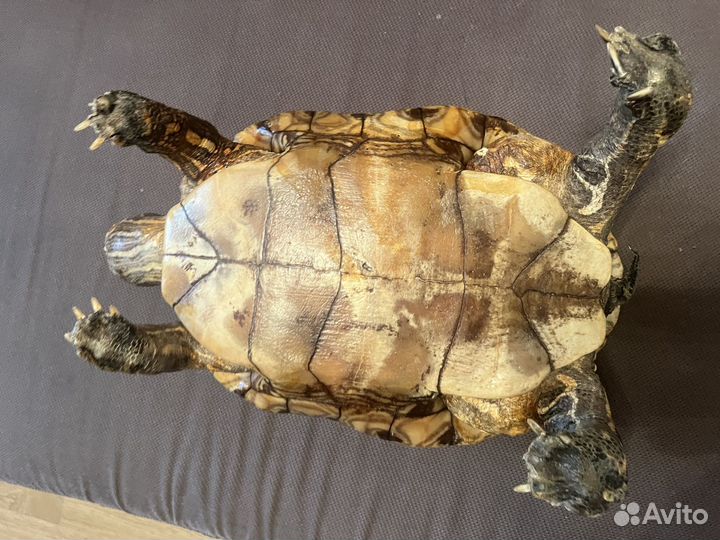 Чучело черепахи