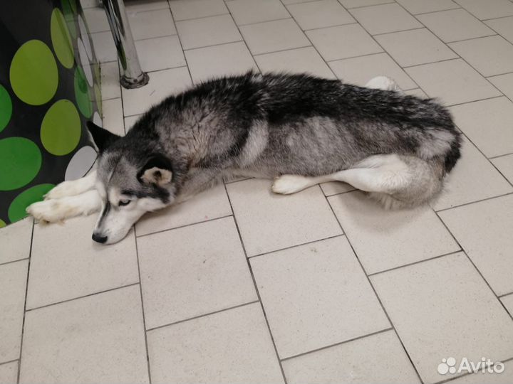 Найдена собака