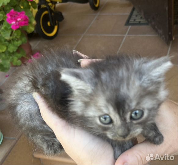 Котята сибирские