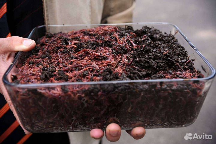 Червь для разведения, биогумус