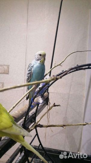 Птенец попугая 1.5 месяца