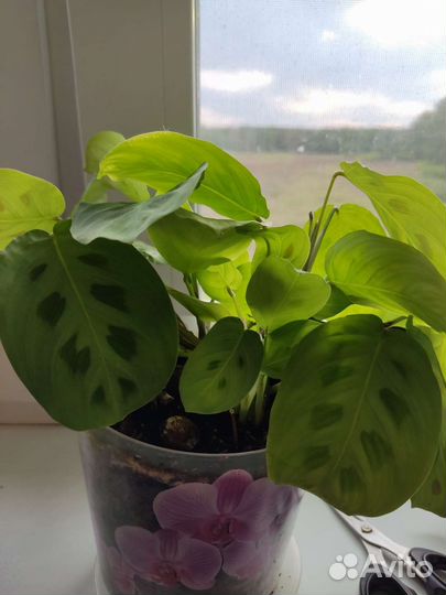 Комнатные цветы