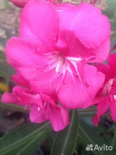 Nerium oleander олеандр 2