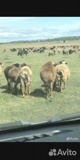 Овцы бараны