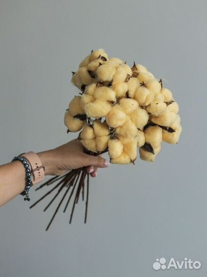 Ветки хлопка сухоцвет