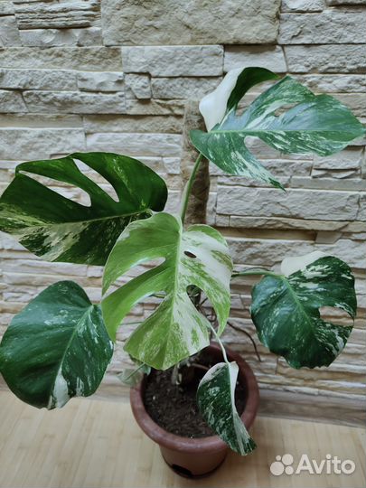 Монстера вариегатная Альба