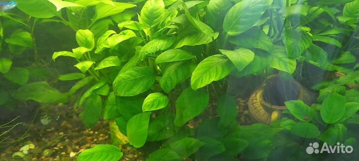 Анубиас аквариумное растение