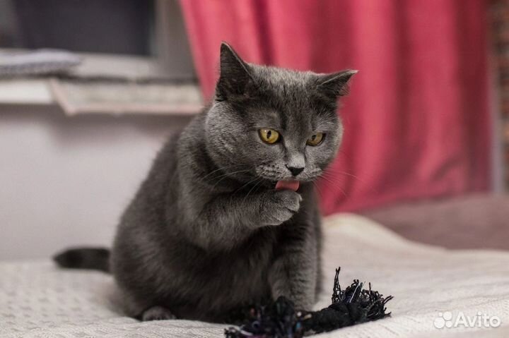 Британская кошка