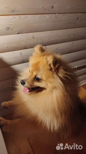 Собачья шерсть