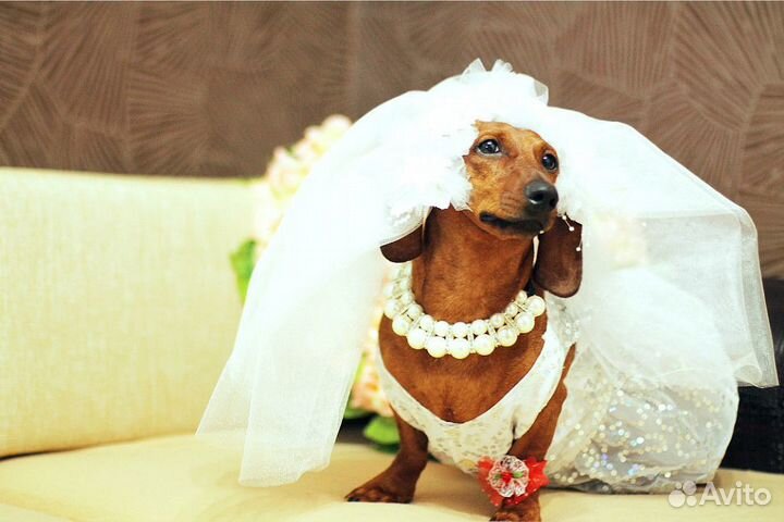 Свадебная одежда для такс