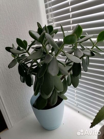 Денежное дерево