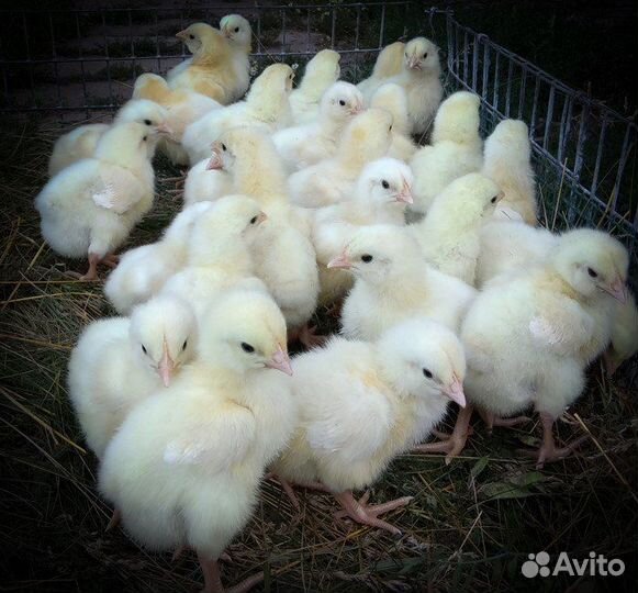 Утята,бройлеры