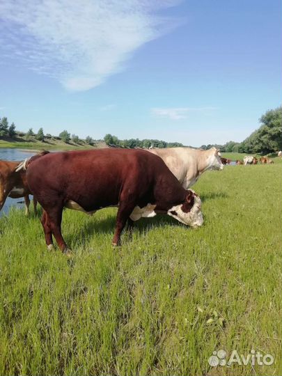 Бык племянной Герефорд 3,5 года