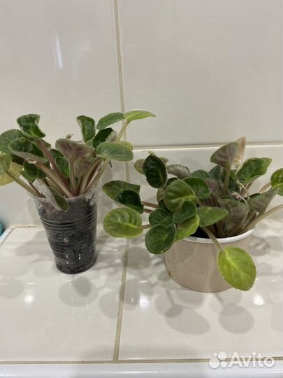 Фиалка розовая