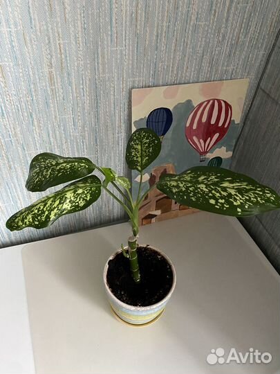 Диффенбахия