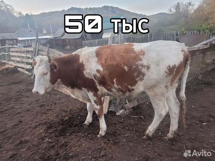 Телки стельные
