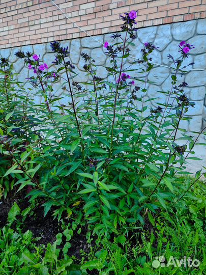 Флоксы многолетние