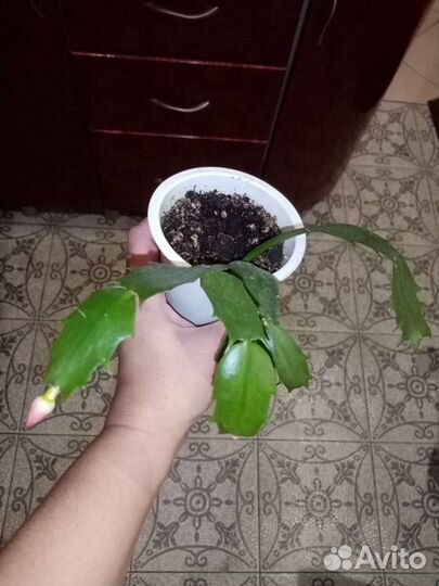 Декабрист комнатный цветок