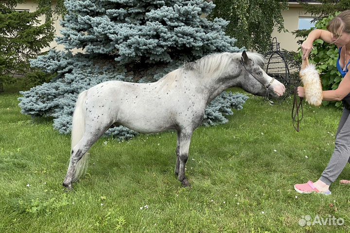 Американская миниатюрная лошадь (мини аппалуза)