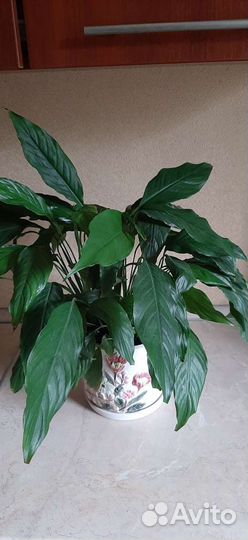 Спатифиллум