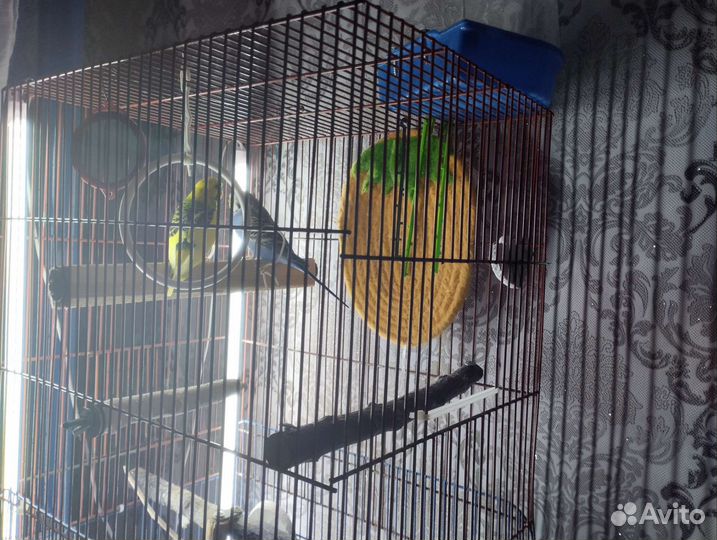 Пара попугайчиков