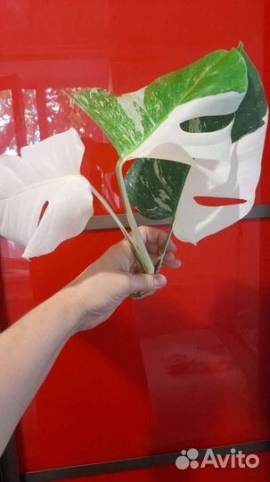 Монстера альба