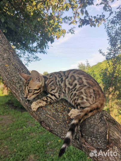 Бенгальские котята